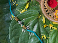 SILVER OM RAKHI